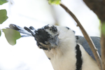 White-throated Magpie-Jay    Calocitta formosa